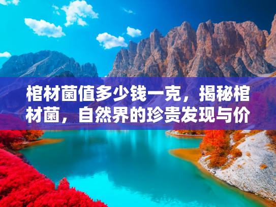 棺材菌值多少钱一克，揭秘棺材菌，自然界的珍贵发现与价值探究